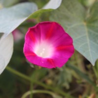 Ipomoea purpurea (L.) Roth